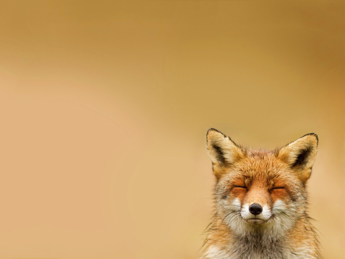 ^_^ Fox обои