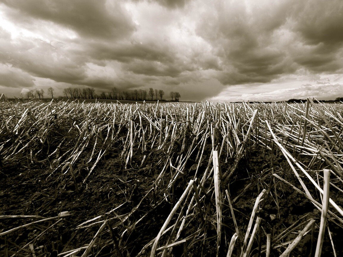 Убранное поле обои