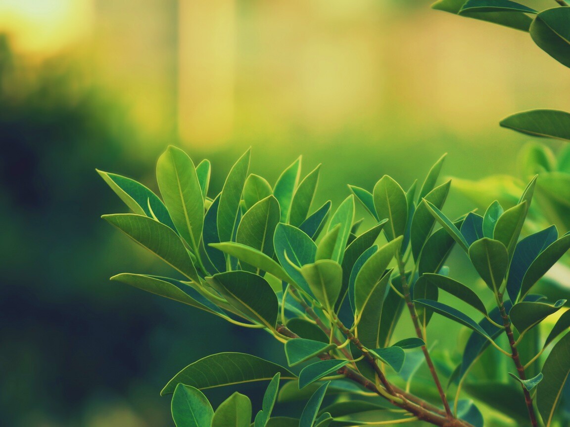 Листья обои