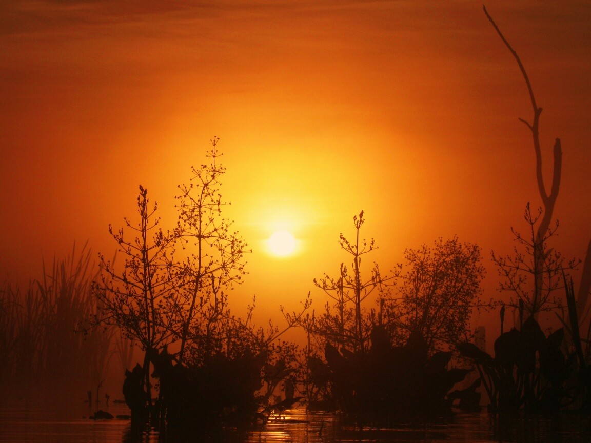 Доисторическое утро обои