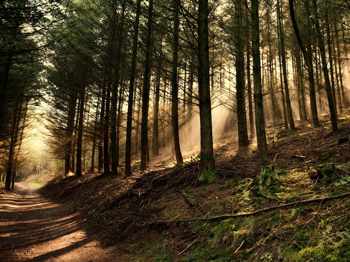 Лесная дорога обои