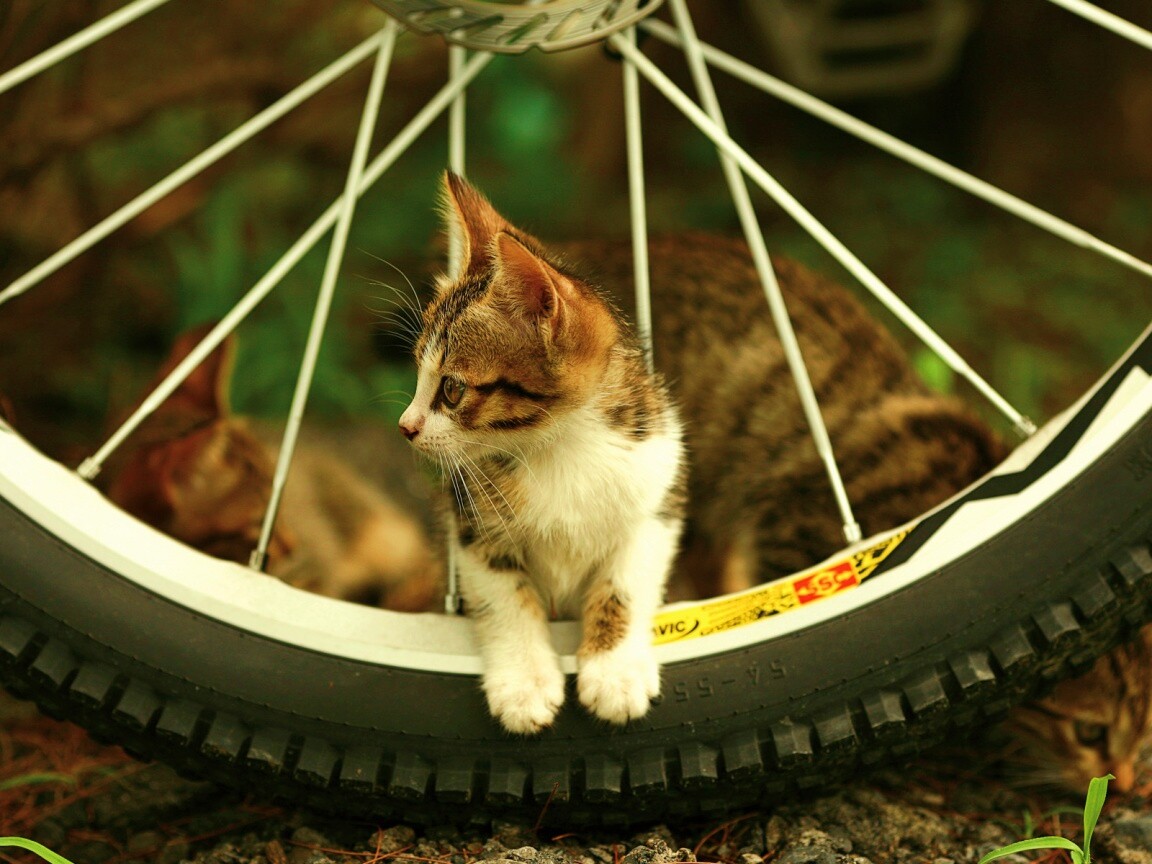 Маленький котенок обои