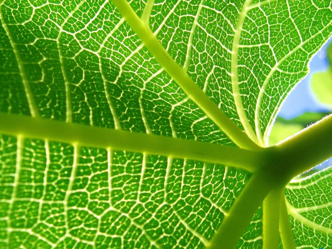 Внутренняя сторона листа обои