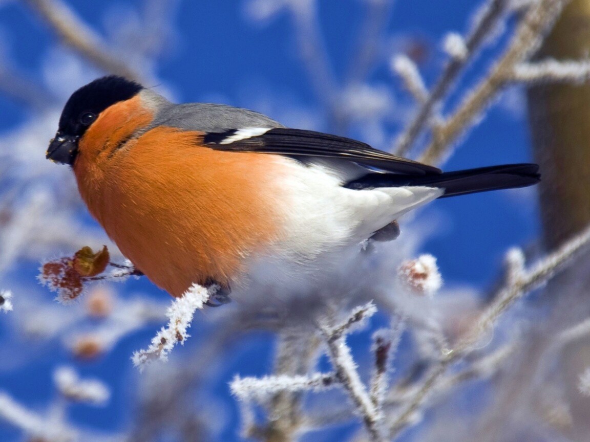Снегирь на ветке обои