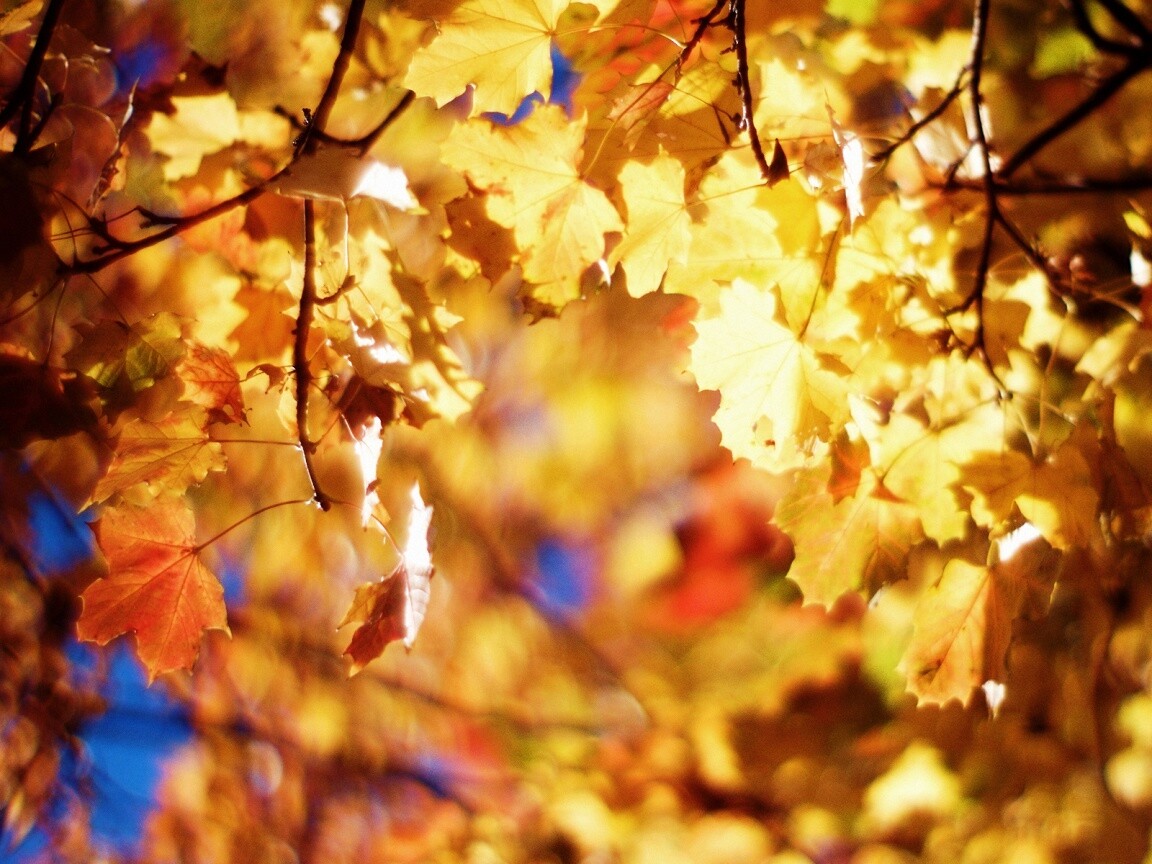 Жёлтые листья обои