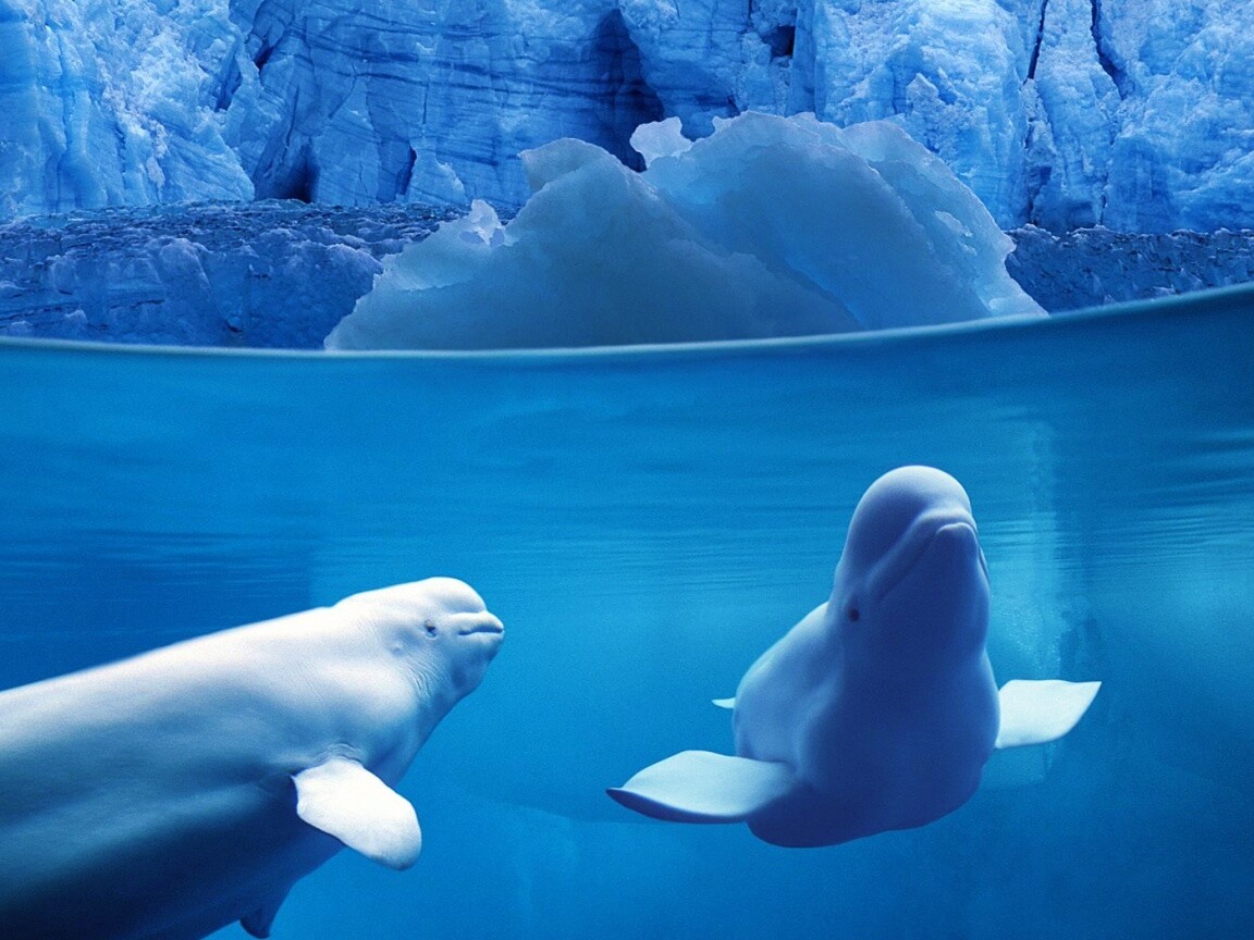 Белухи обои