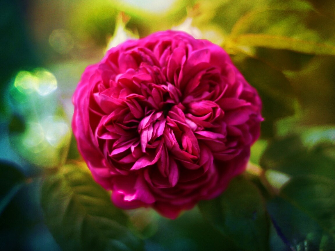 Клевер крупным планом обои