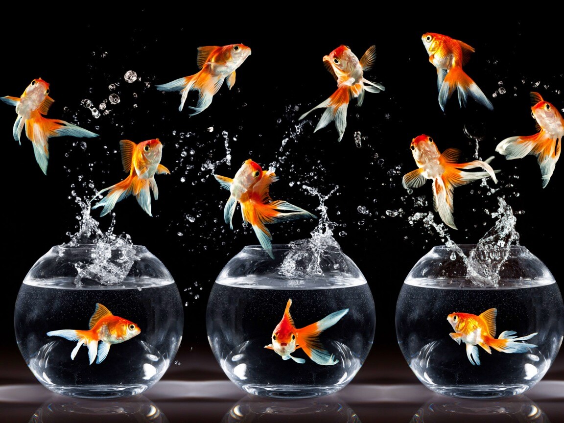 Аквариумы жонглируют рыбами обои