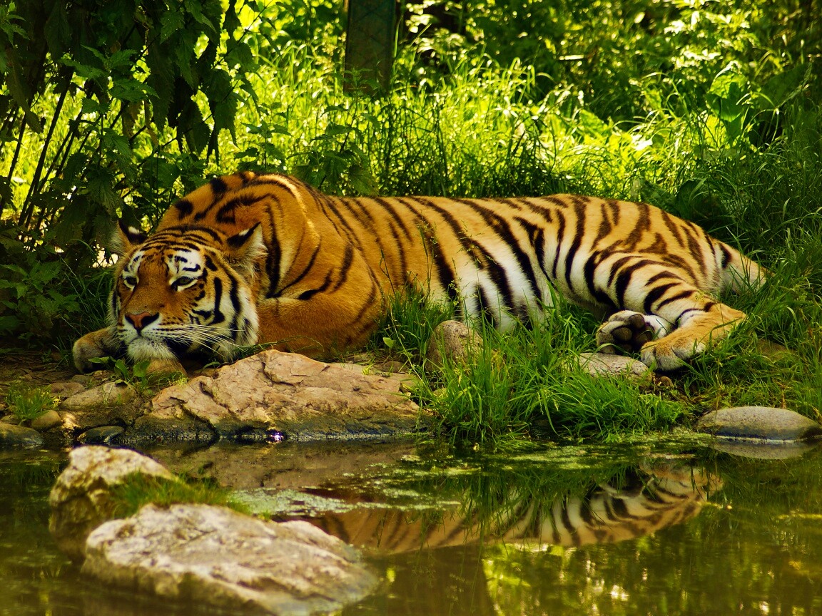 Тигр отдыхает обои