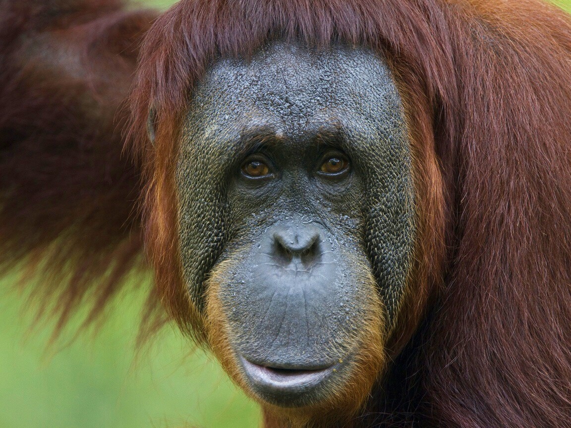 Орангутан обои