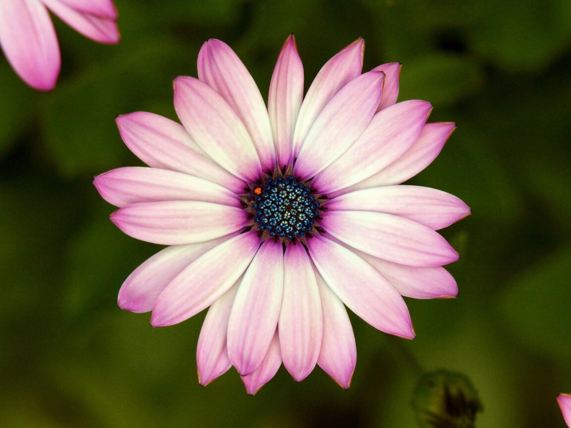 Макро фотография цветка обои