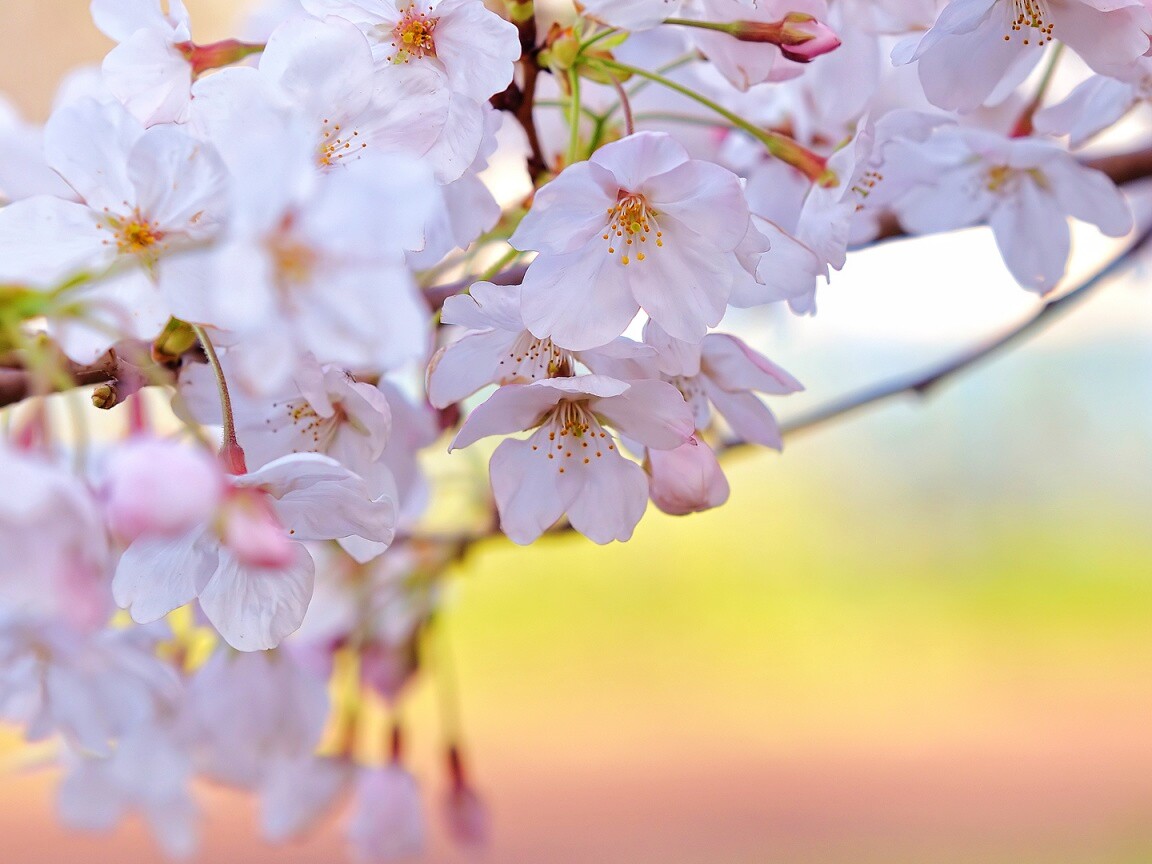 Цветение вишни обои