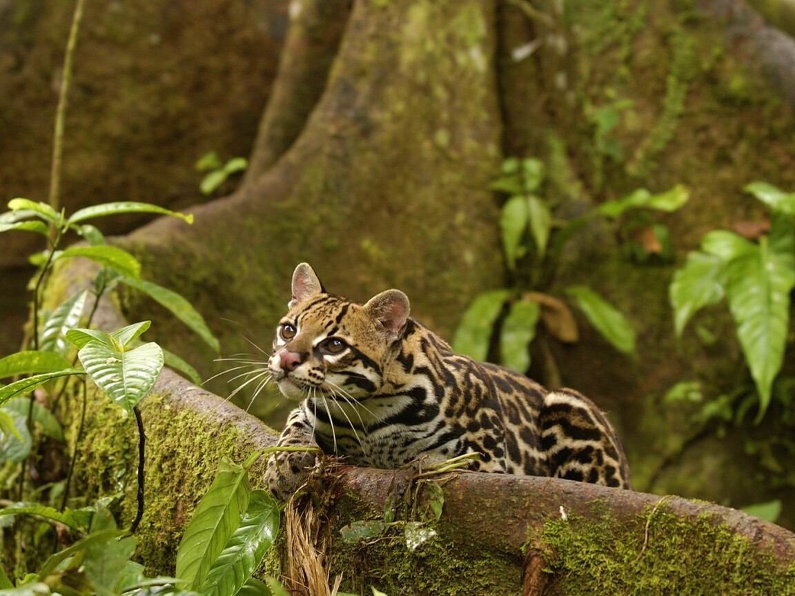 Оцелот обои