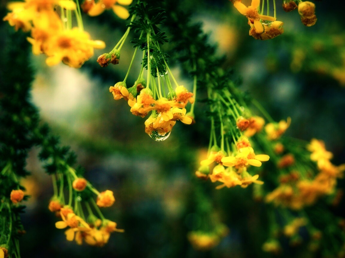 Жёлтые цветочки на ветке обои