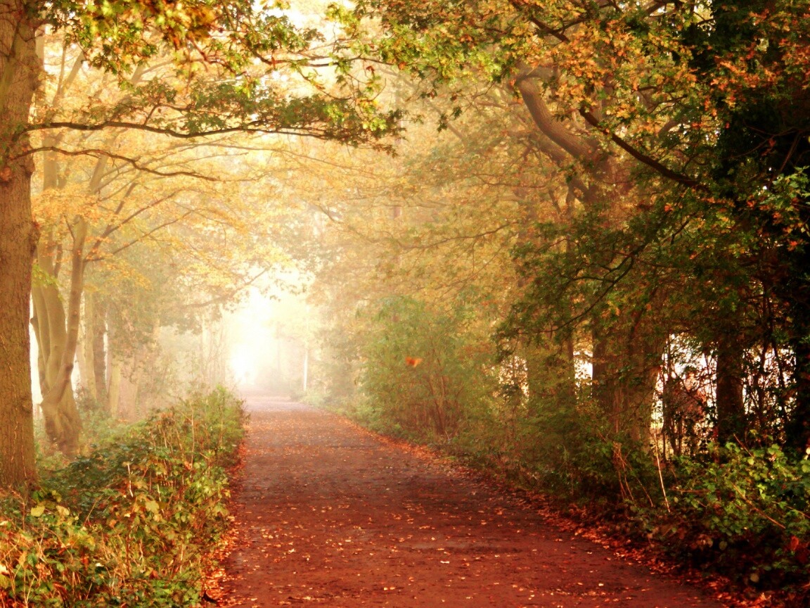 Парковая дорожка обои