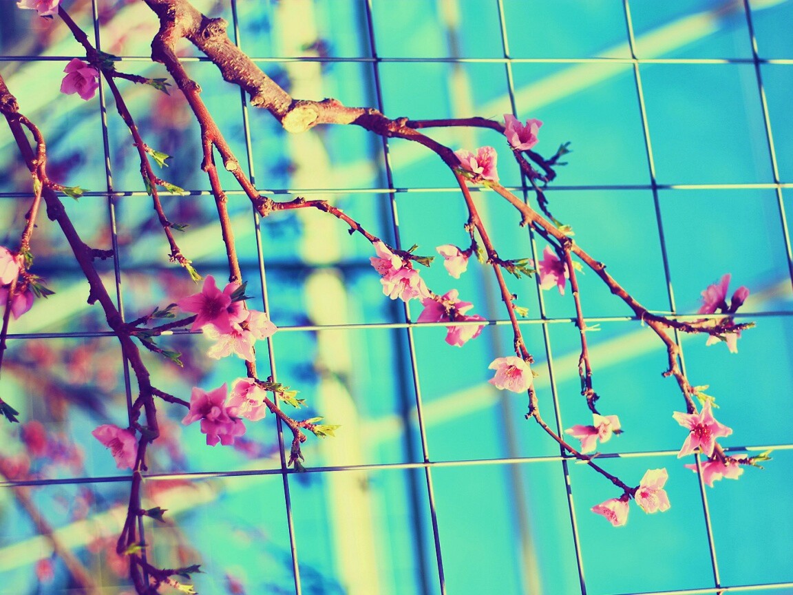 Ветка за сеткой обои