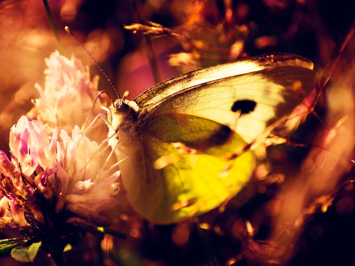 Бабочка на цветке обои
