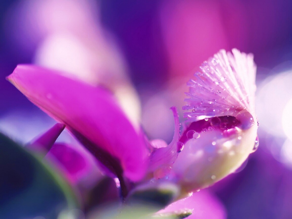 Капли на лиловом цветке обои