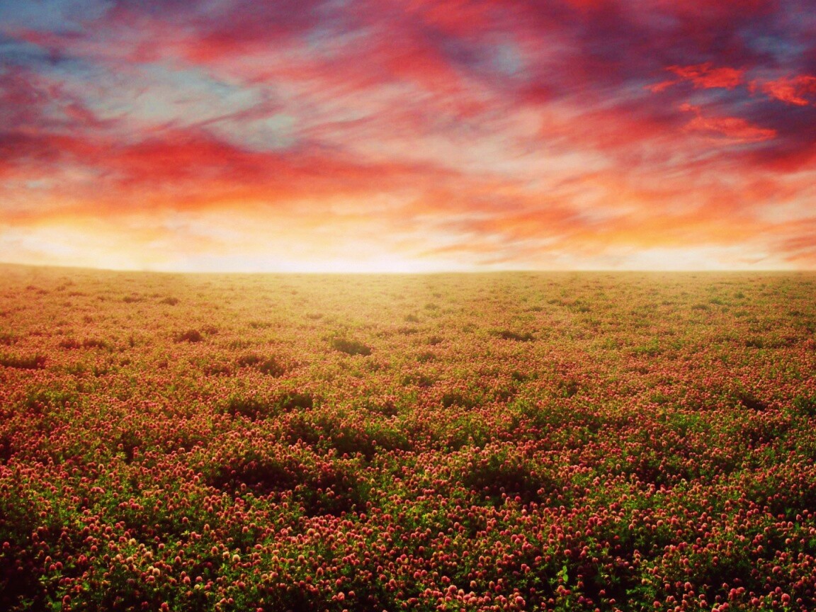 Закатное небо над цветочным полем обои