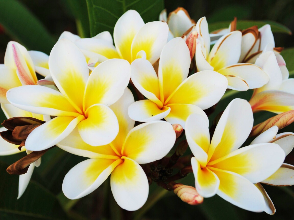 Прекрасные цветы обои