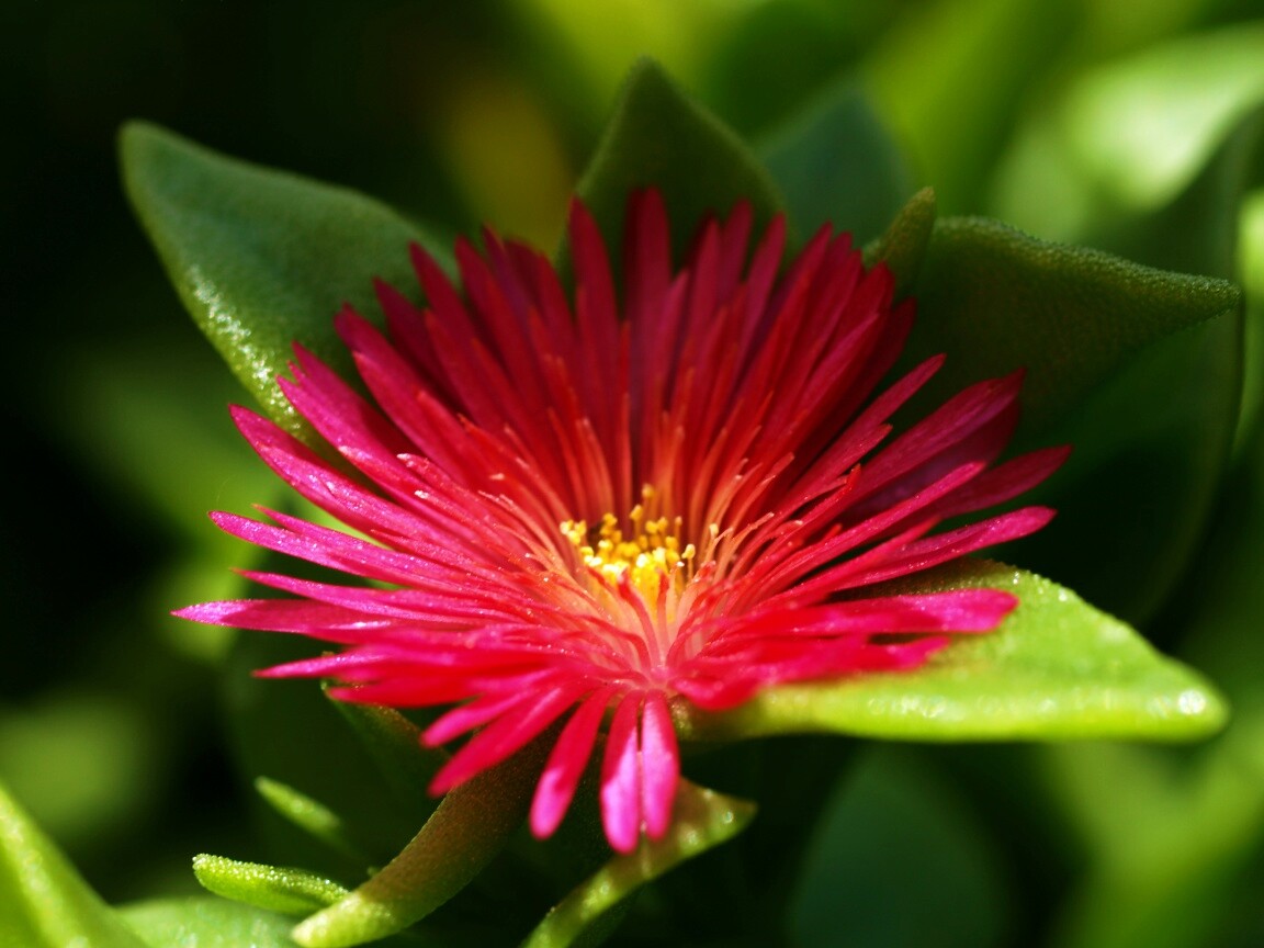 Чудесный цветок обои