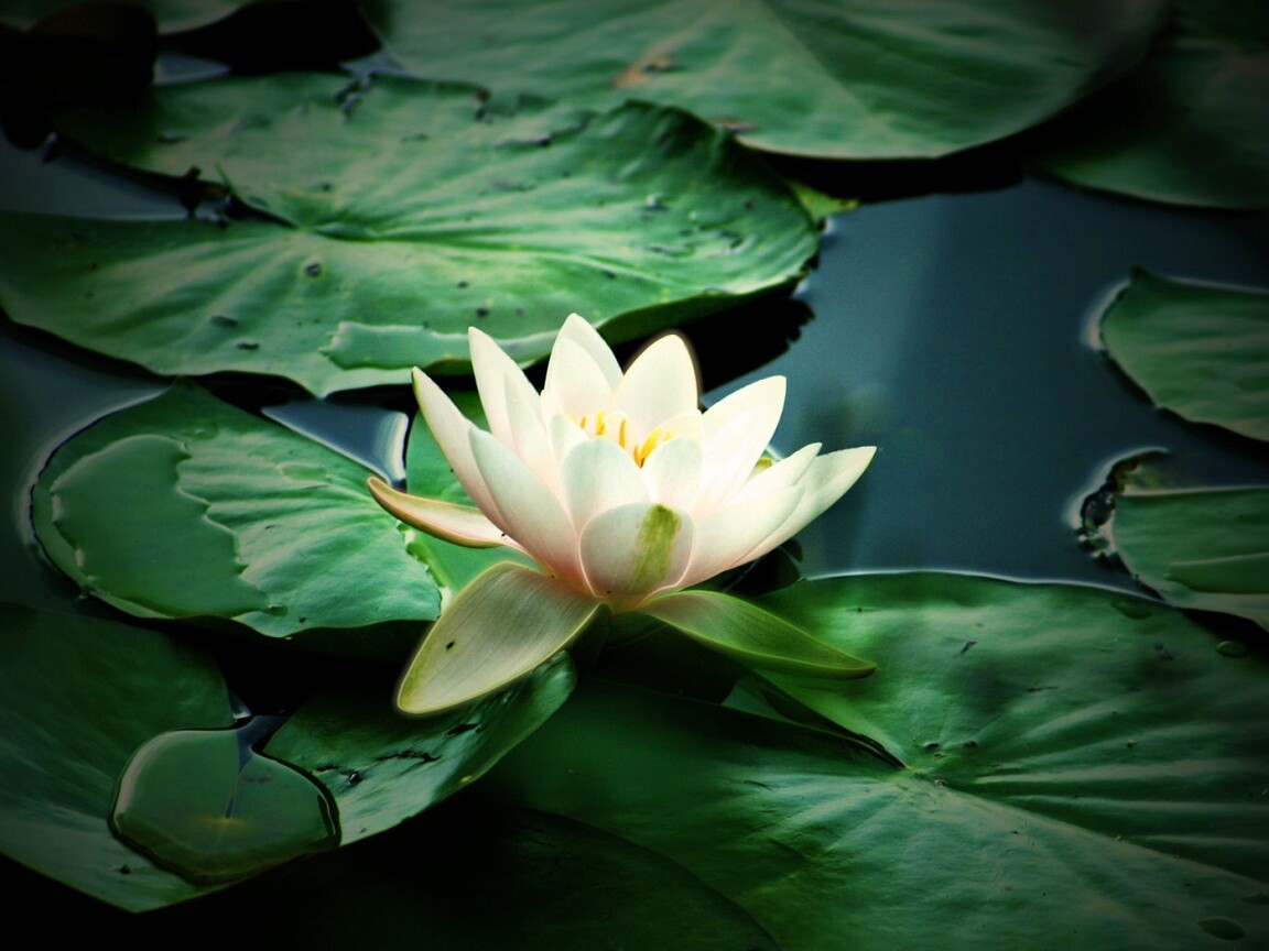 Кувшинка обои