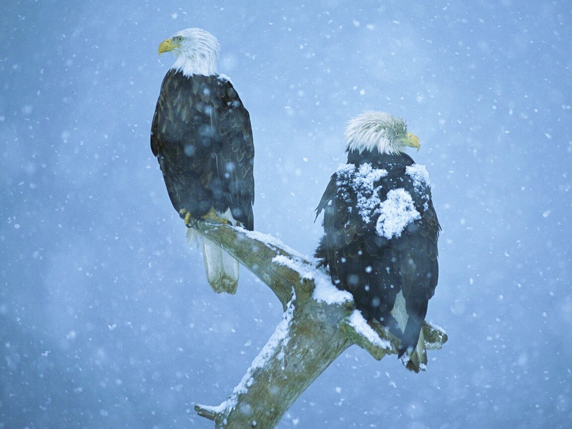 Орлы на ветке в снегопад обои