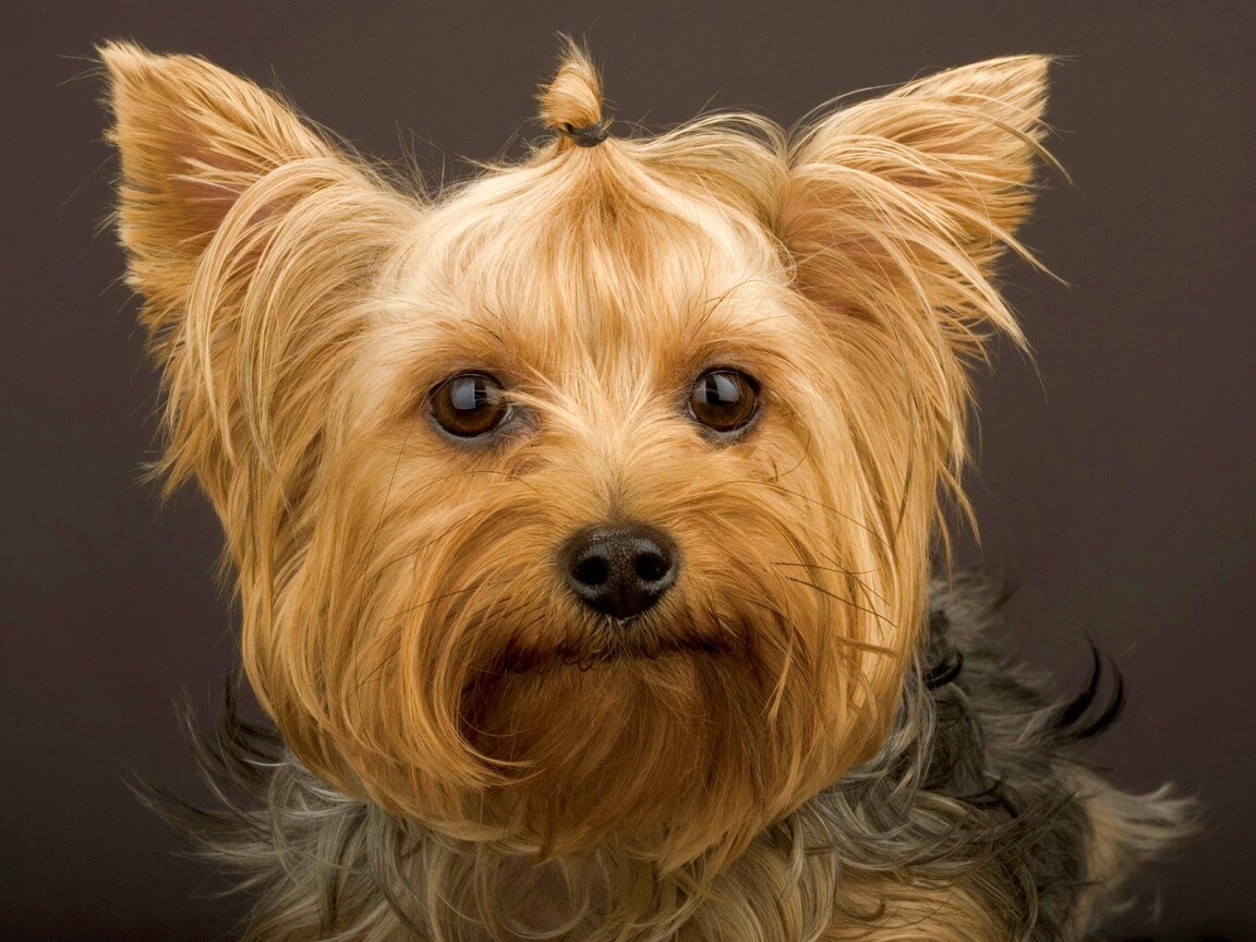 Йоркширский терьер обои