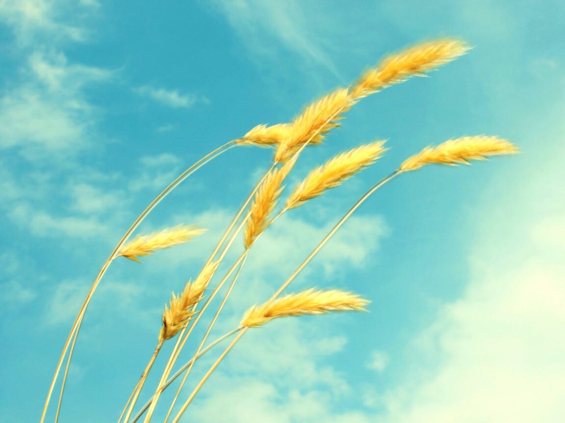 Колосья обои