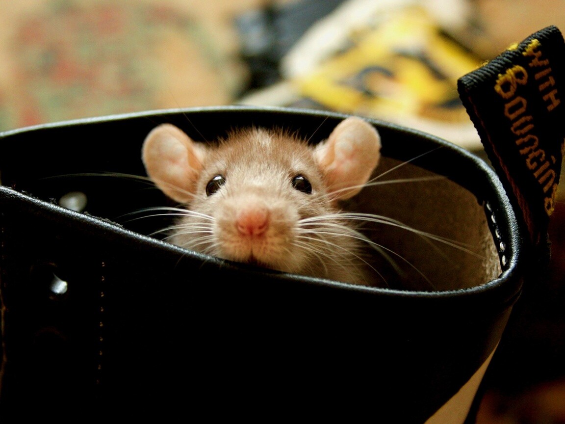 Мышонок выглядывает из ботинка обои