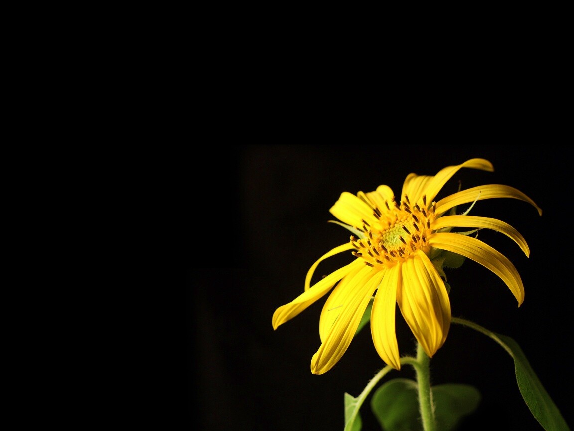 Жёлтый цветок на чёрном фоне обои