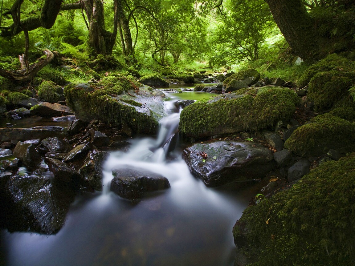 Речной поток в лесу обои