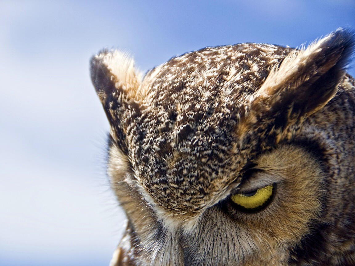 Злая сова обои