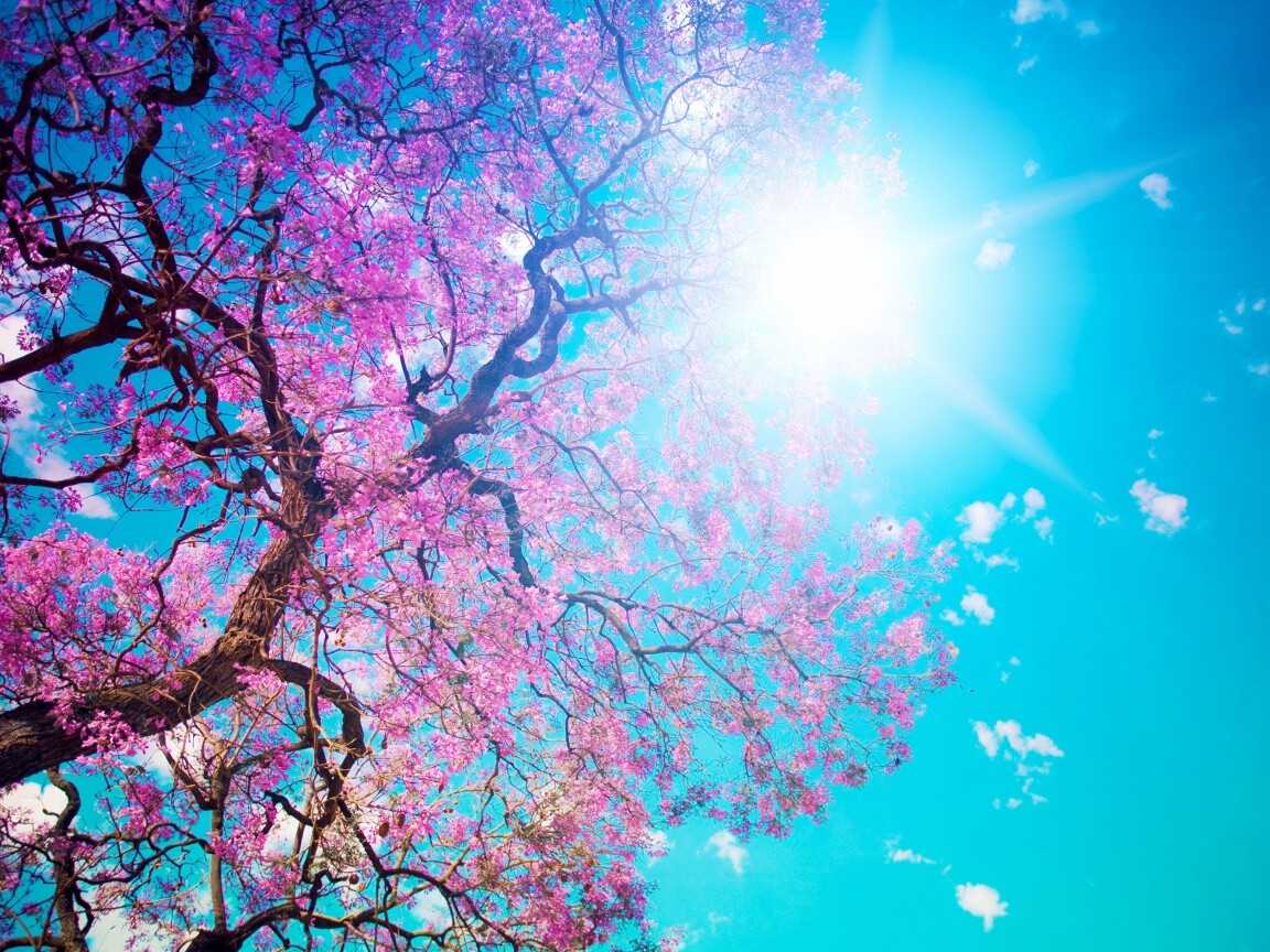 Цветение вишни обои