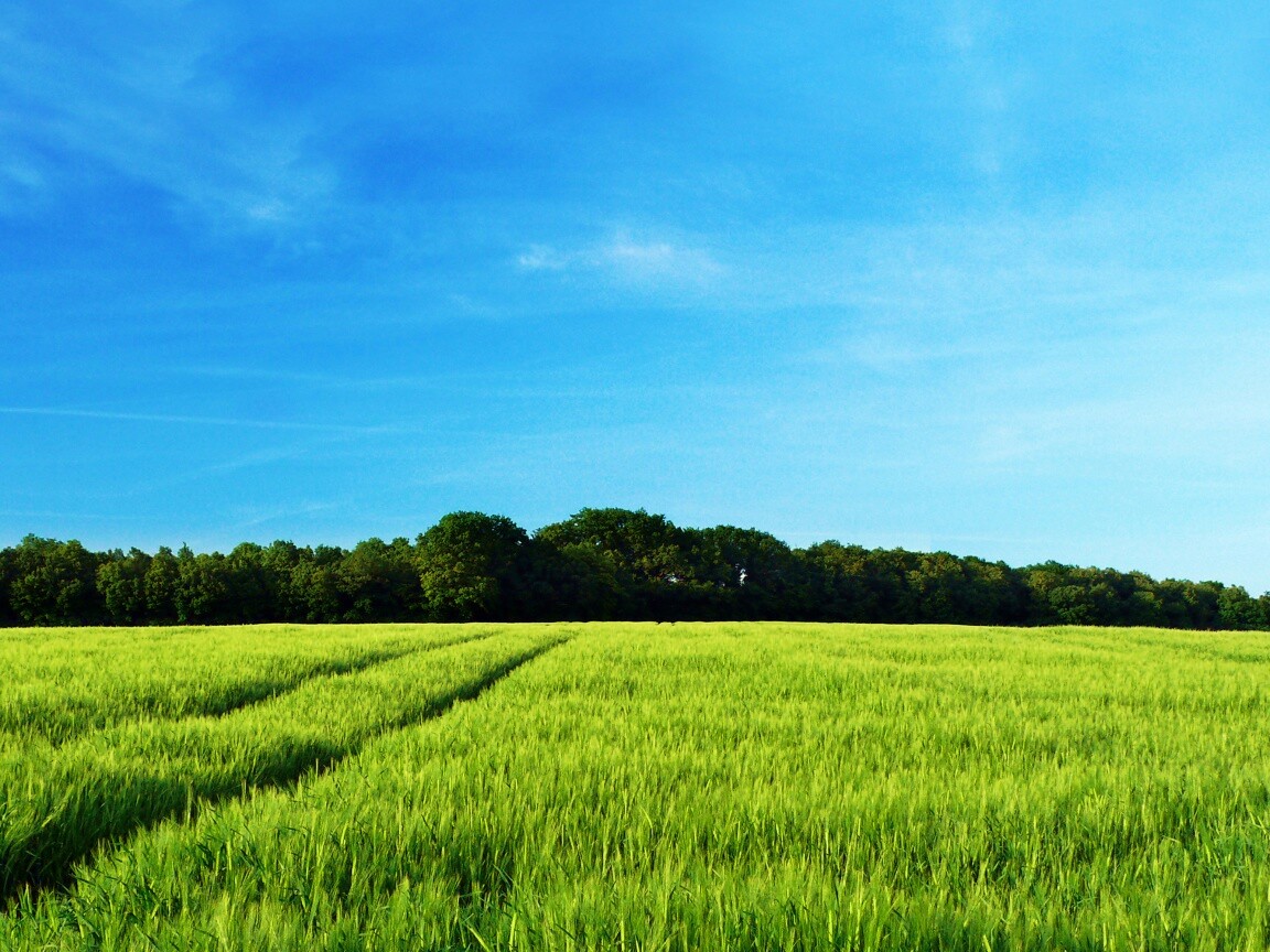 Следы колеи в поле обои