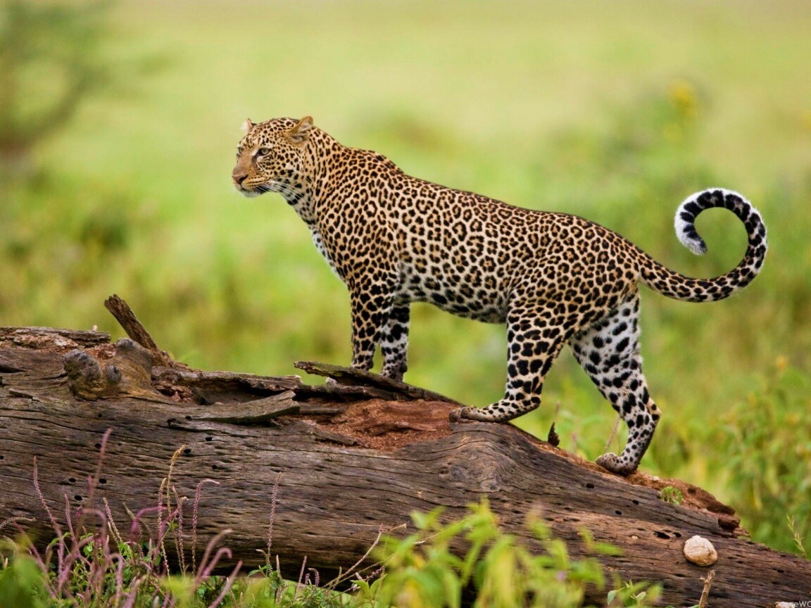 Леопард на природе обои