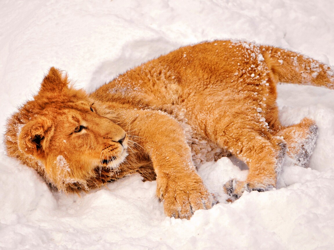 Львёнок в снегу обои