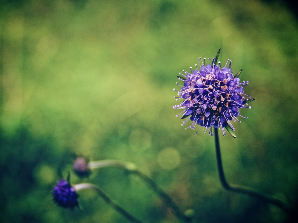 Цветок в макро обои