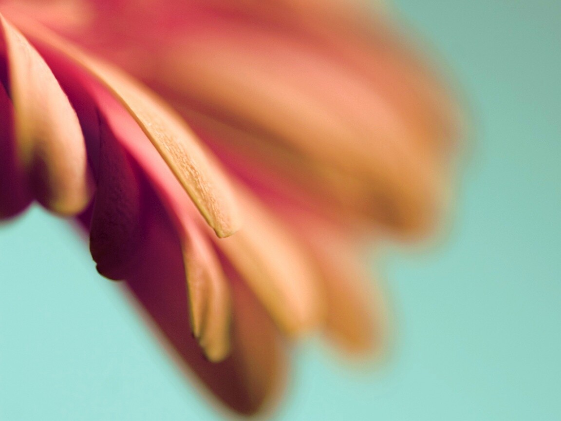 Лепестки цветка в макро обои