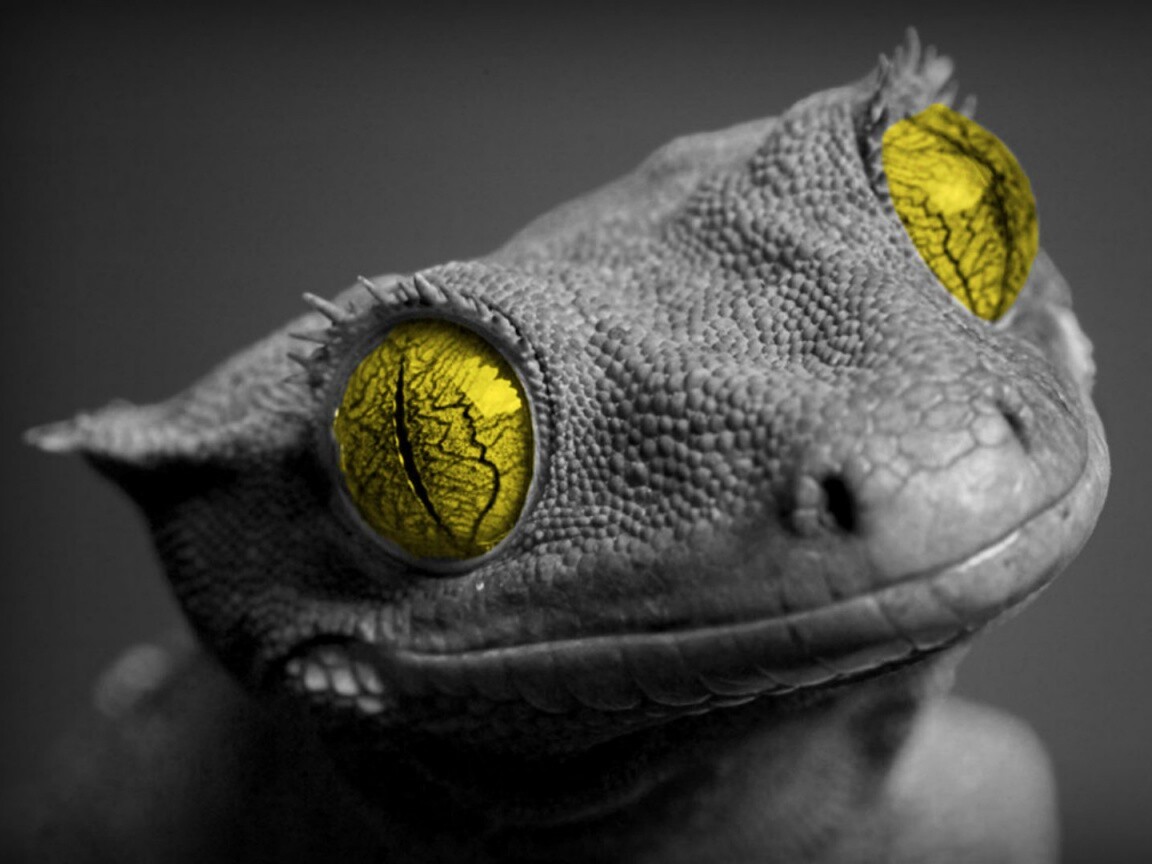 Ящерка обои