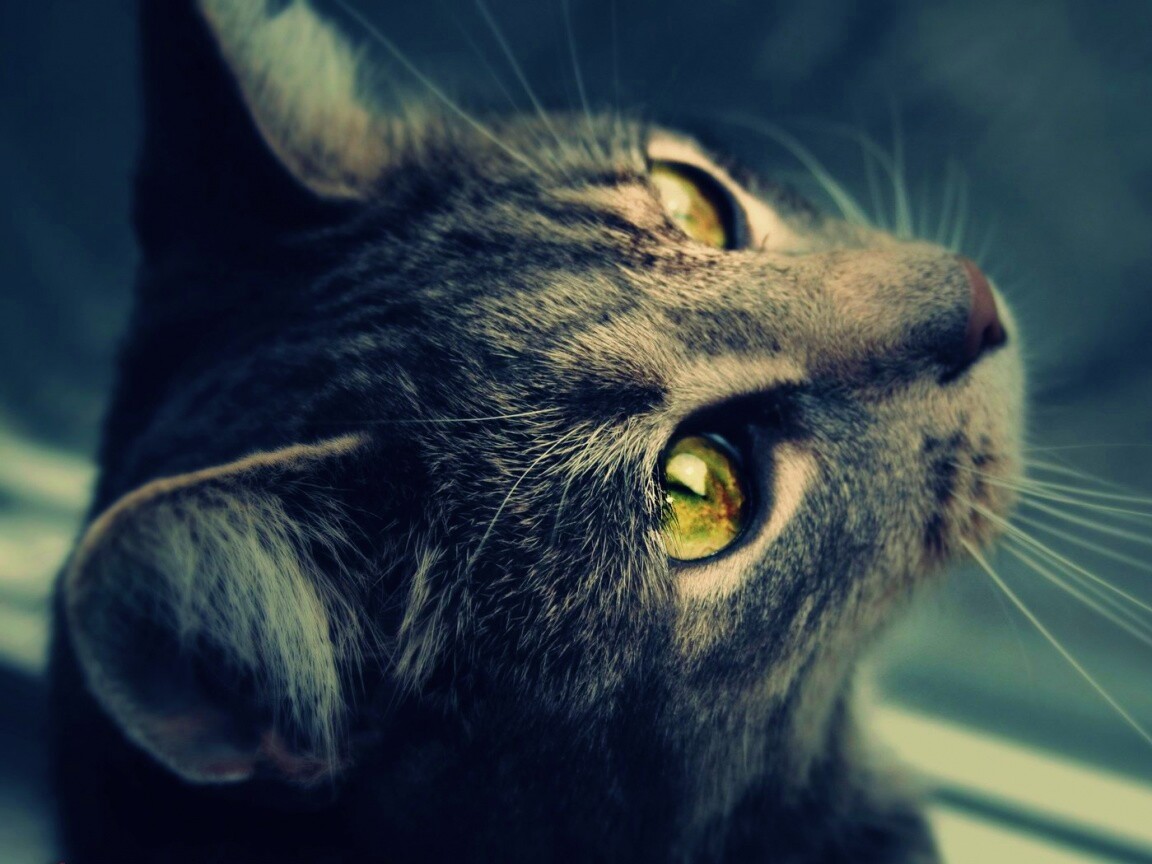 Кот с желтыми глазами обои