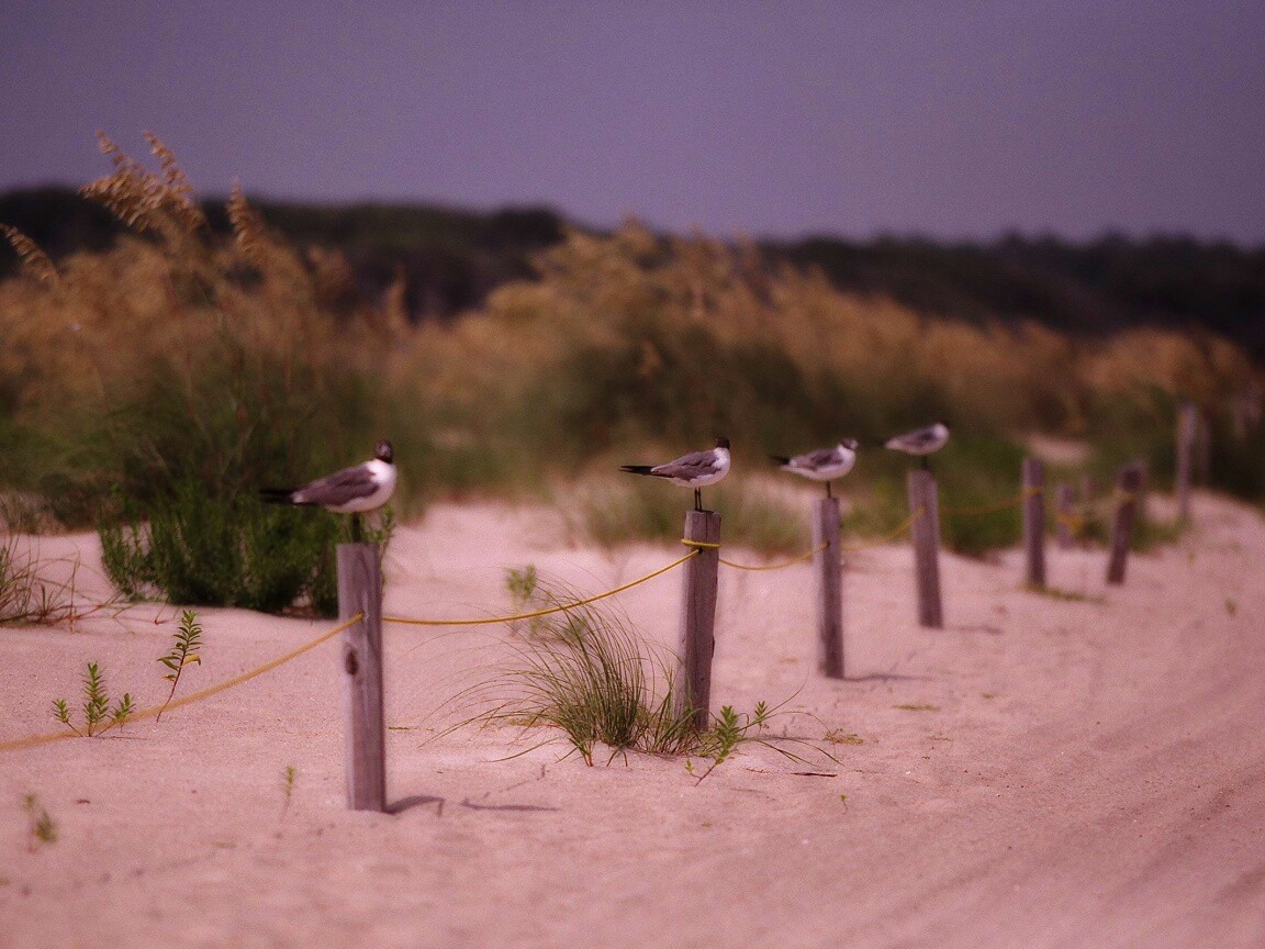 Птички на столбиках обои