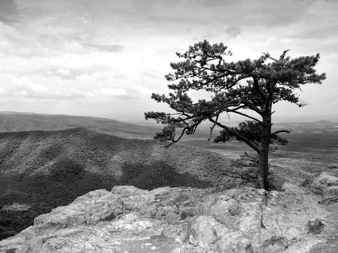 Горное дерево в черно-белых тонах обои