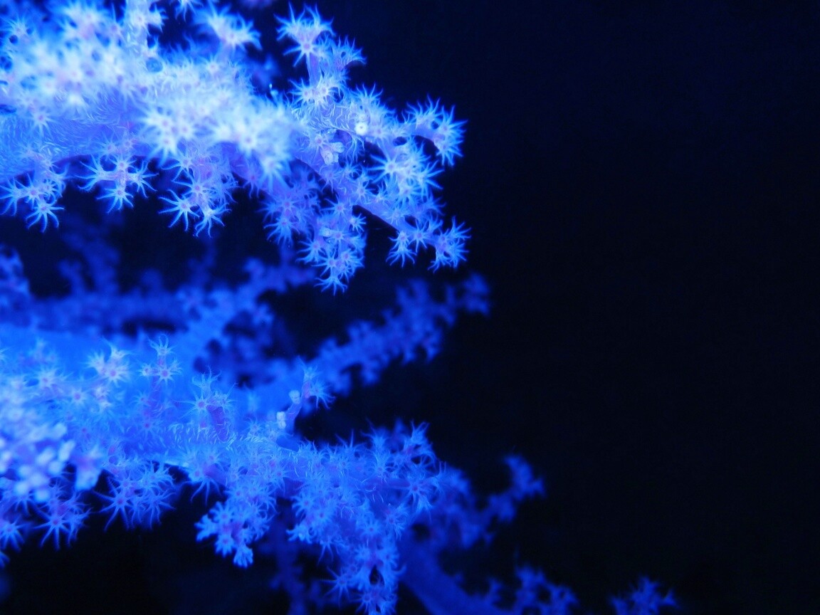 Кораллы обои