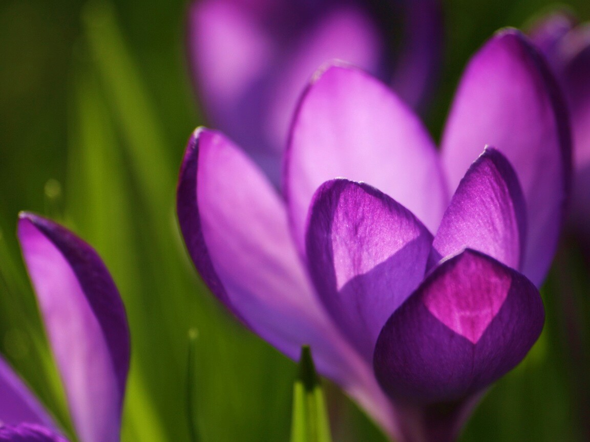 Фиолетовый крокус обои