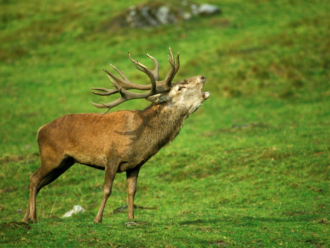 Лось зовёт сородичей обои