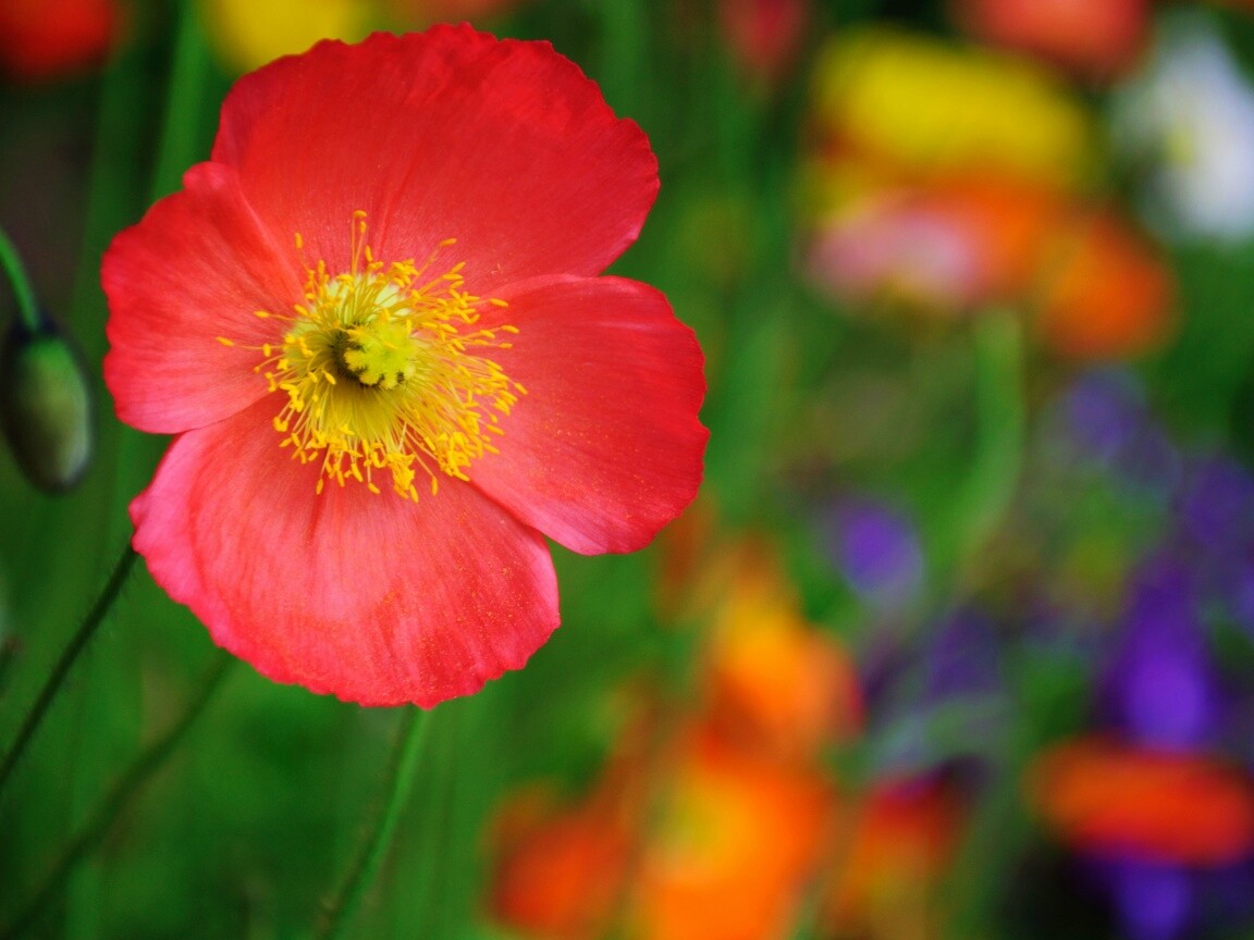 Красивый красный цветок обои