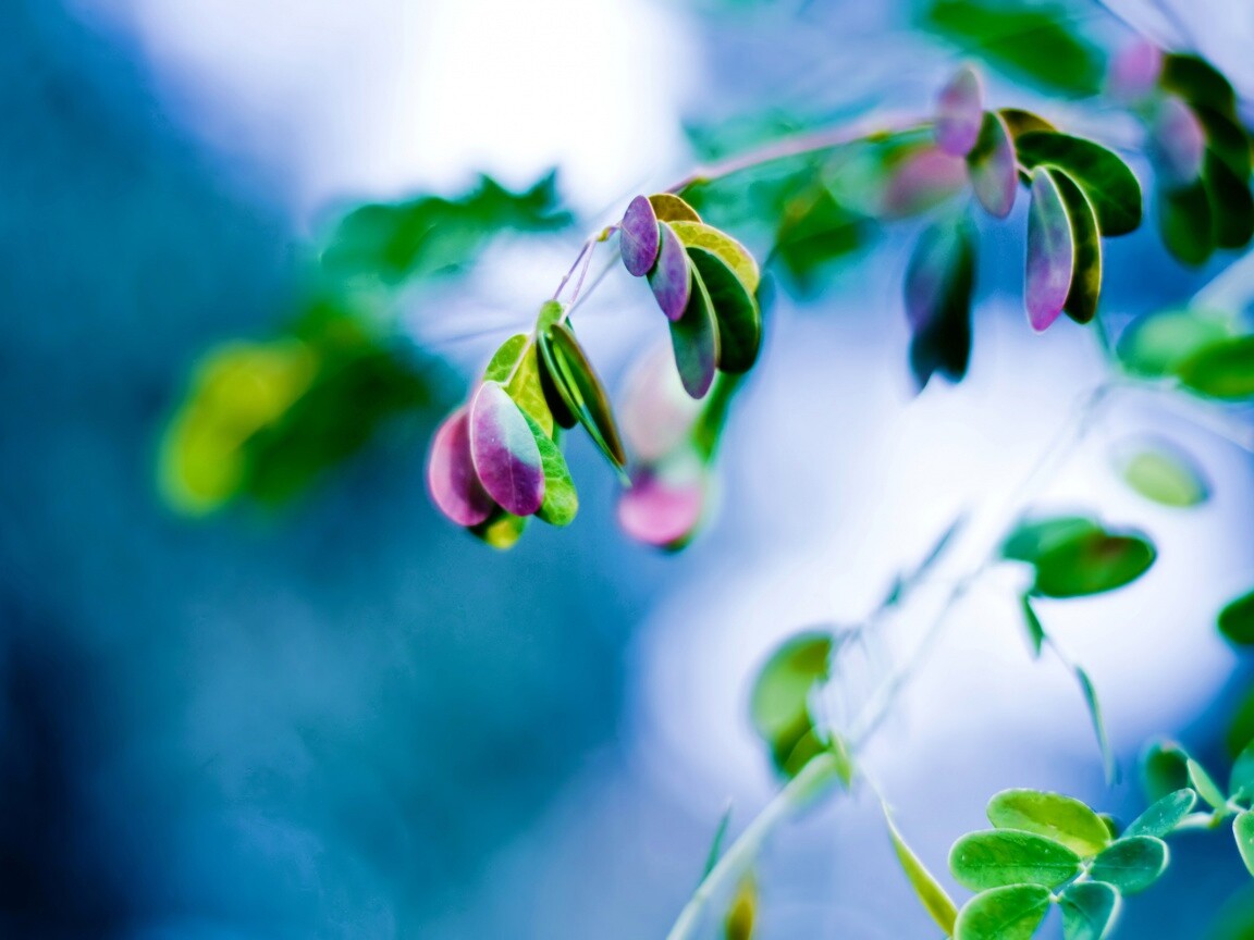 Фиолетовые листья обои