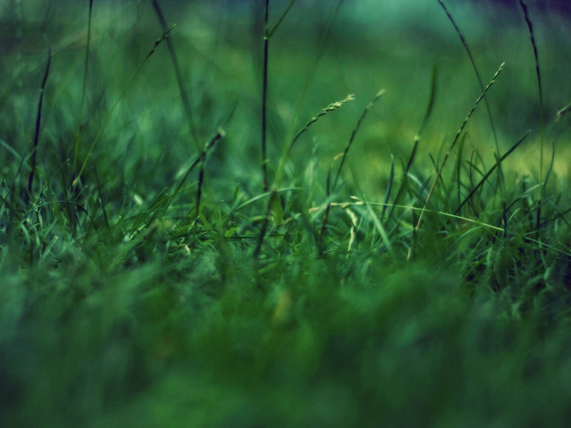 Трава в макро режиме обои