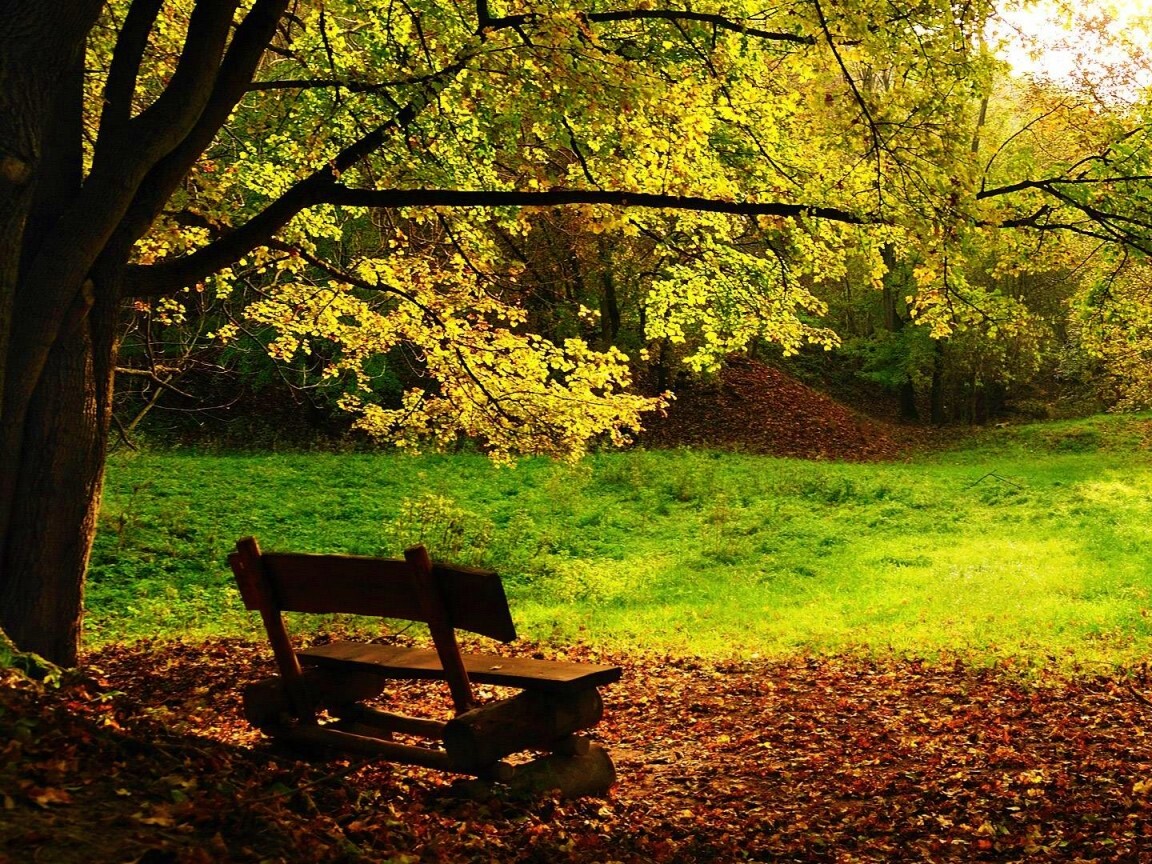 Скамейка под деревом обои